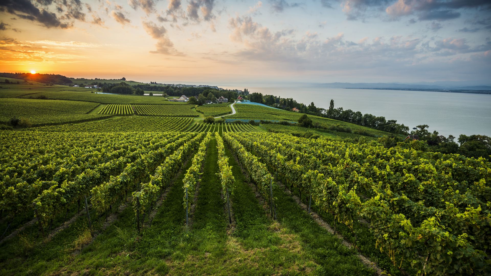 Baden Wine Growing Region Fine Wine Across 400 Kilometres Germany   1128862 