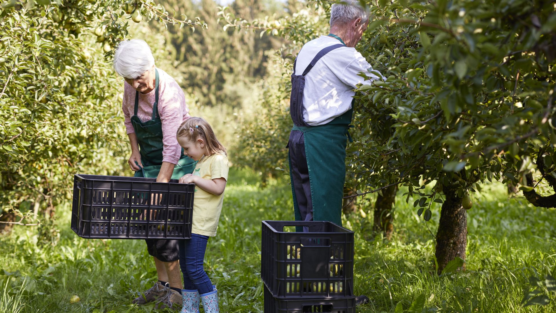Bade-Wurtemberg : une fillette récolte des poires avec ses grands-parents dans une ferme bio