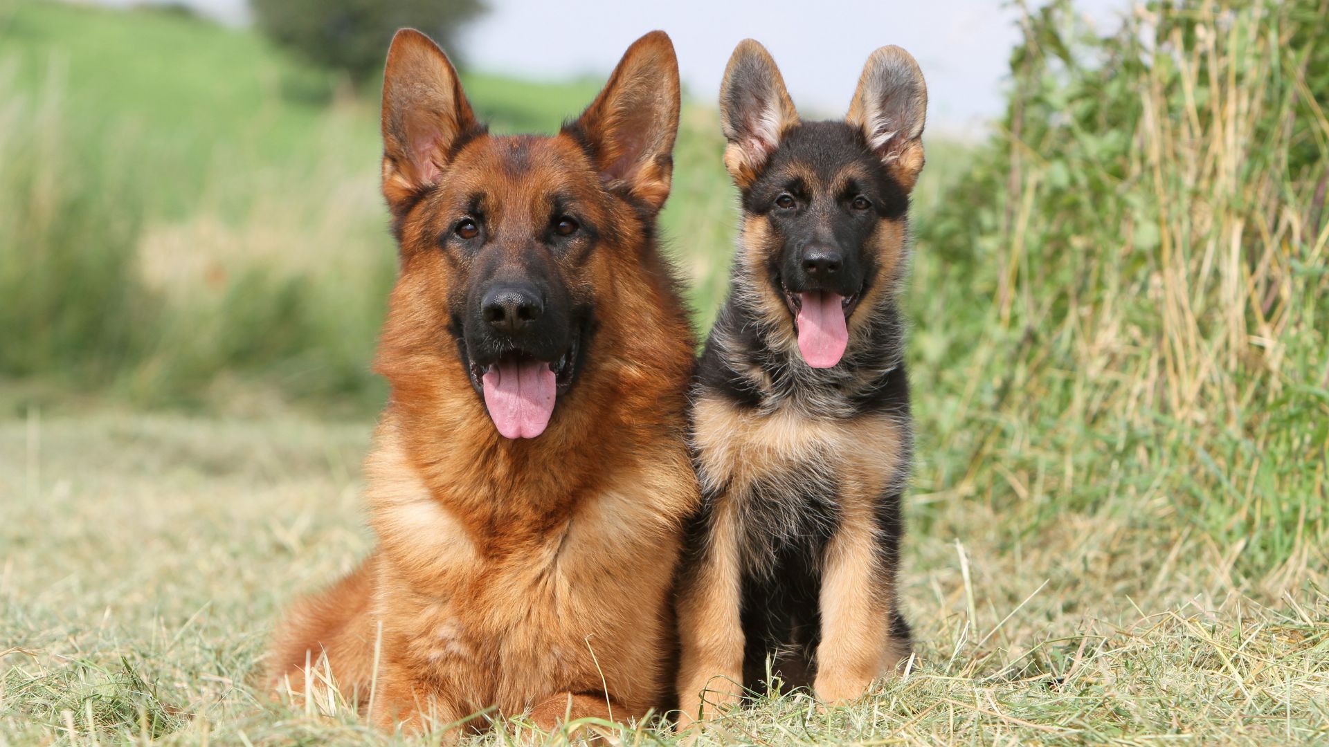 Schäferhunde im Feld